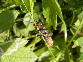 Cantharis fusca