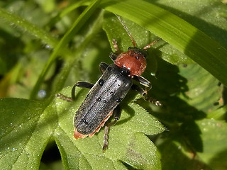 Cantharis fusca