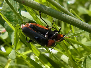 Cantharis fusca