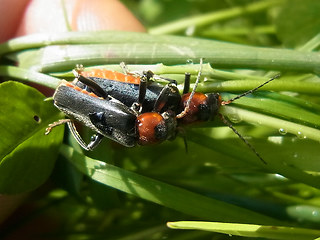 Cantharis fusca