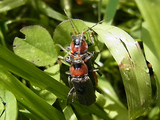 Cantharis fusca