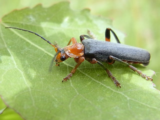 Cantharis livida