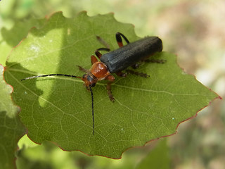 Cantharis livida