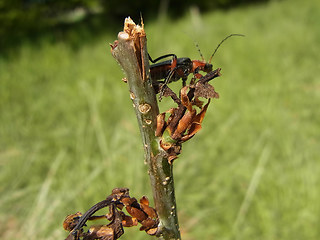 Cantharis livida