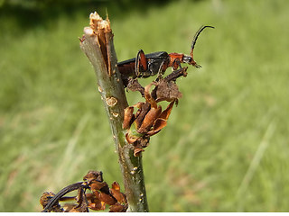 Cantharis livida