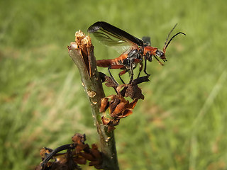 Cantharis livida