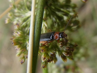 Cantharis nigra