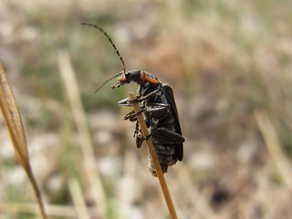 Cantharis obscura- paradoxa