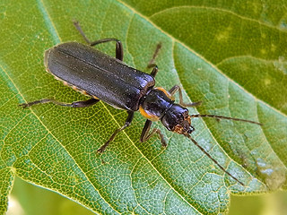 Cantharis obscura- paradoxa