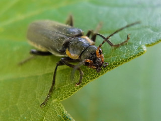 Cantharis obscura- paradoxa