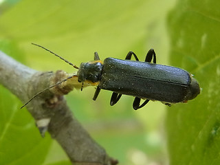 Cantharis obscura- paradoxa