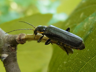 Cantharis obscura- paradoxa