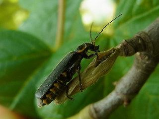 Cantharis obscura- paradoxa