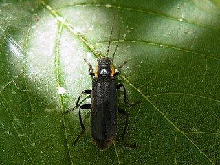 Cantharis obscura- paradoxa