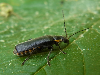 Cantharis obscura- paradoxa