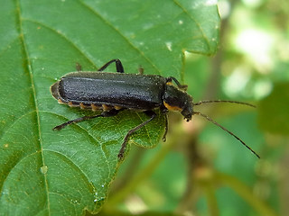 Cantharis obscura- paradoxa