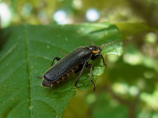 Cantharis obscura- paradoxa