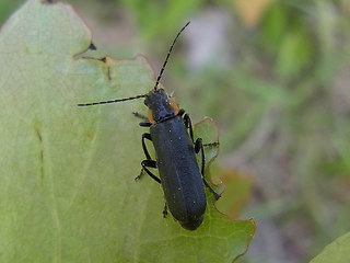 Cantharis obscura- paradoxa