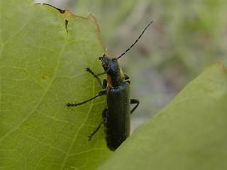 Cantharis obscura- paradoxa