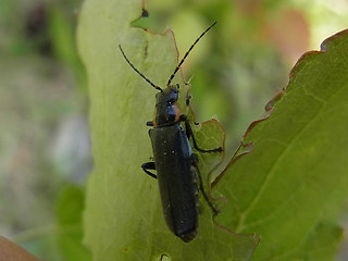 Cantharis obscura- paradoxa