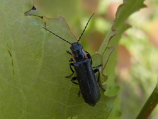 Cantharis obscura- paradoxa