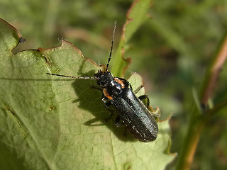 Cantharis obscura- paradoxa