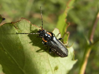 Cantharis obscura- paradoxa