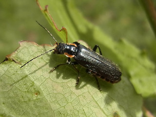 Cantharis obscura- paradoxa