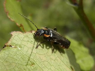 Cantharis obscura- paradoxa