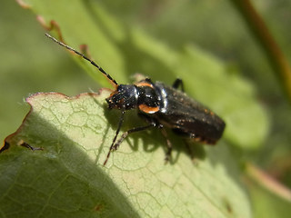 Cantharis obscura- paradoxa