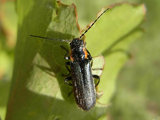 Cantharis obscura- paradoxa