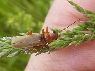 Cantharis rufa