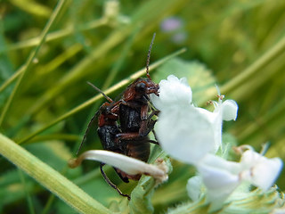 Cantharis rustica