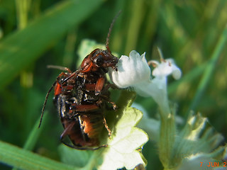 Cantharis rustica