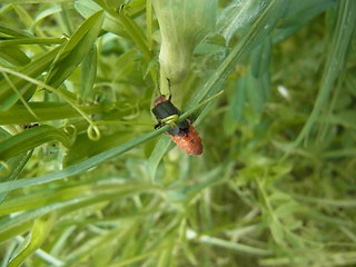 Cantharis rustica