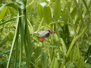 Cantharis rustica