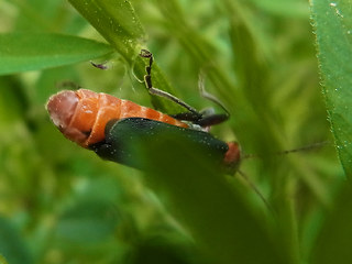 Cantharis rustica