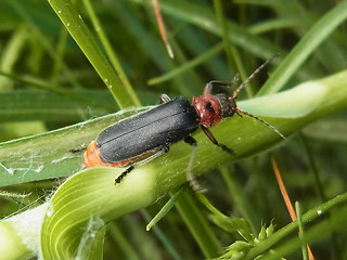 Cantharis rustica