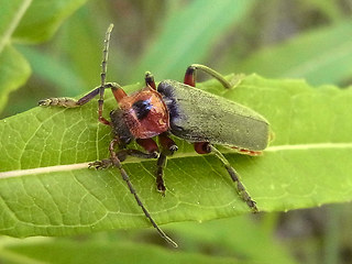 Cantharis rustica