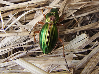 Carabus auratus