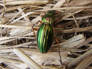 Carabus auratus