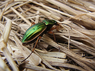 Carabus auratus