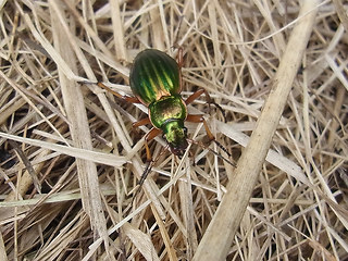 Carabus auratus