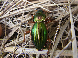 Carabus auratus