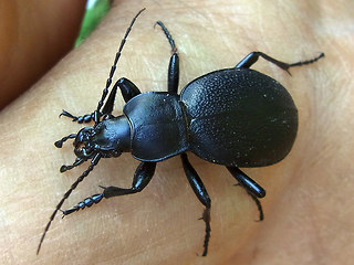 Carabus coriaceus