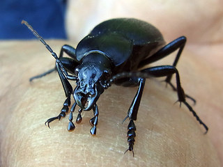 Carabus coriaceus