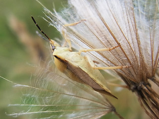 Carpocoris fuscispinus