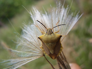 Carpocoris fuscispinus