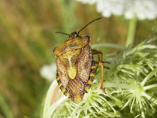 Carpocoris fuscispinus