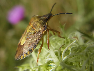 Carpocoris fuscispinus